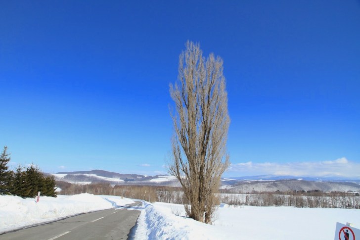 ケンとメリーの木の丘にルピナス北海道大好き日々の日記