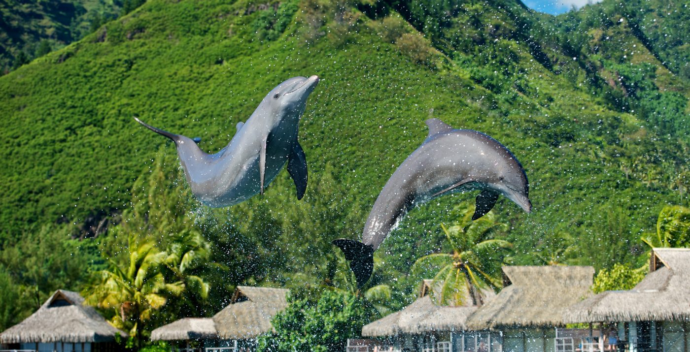 3島周遊フランス領ポリネシア モーレア島＆ボラボラ島＆パペーテ 8日間 ◇離島朝食・送迎付◇スタンダードホテル利用◇燃油込◇東京 成田