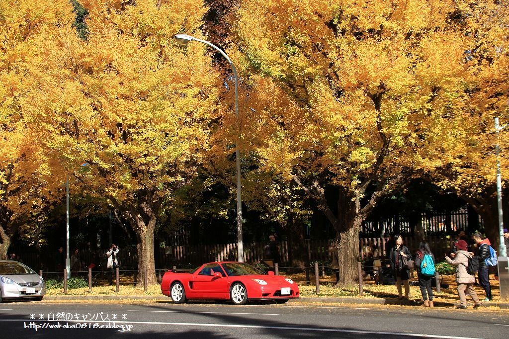 神宮外苑の銀杏並木は歩行者天国に＼ ◎o◎: 自然のキャンバス