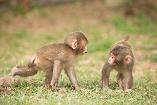 嵐山モンキーパークいわたやま: 京都はんなり旅