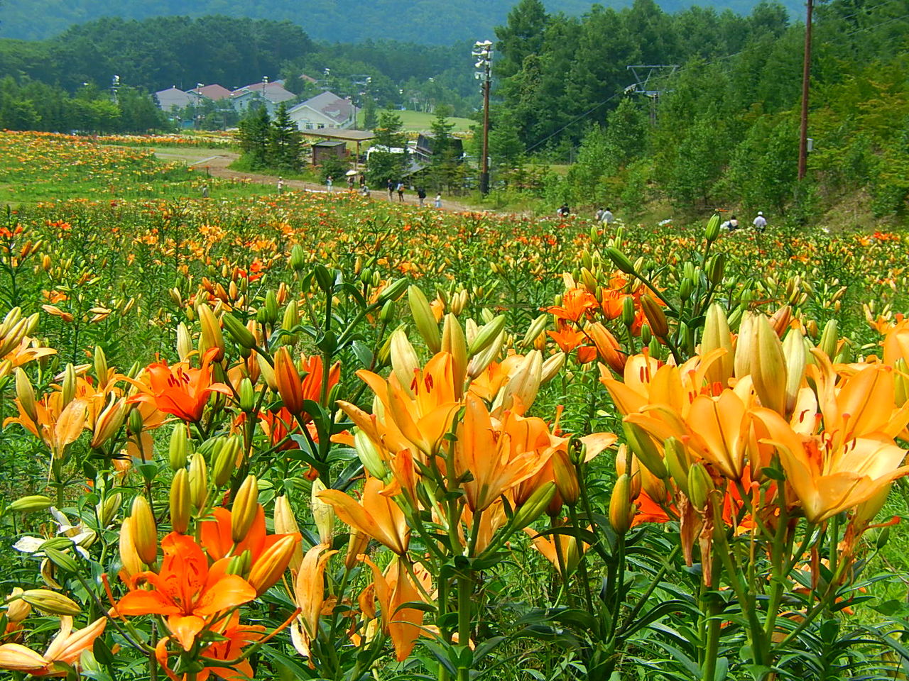 ハンターマウンテンゆりパークのユリの写真素材FYI01556465ストックフォトの Qlean Market キュリンマーケット