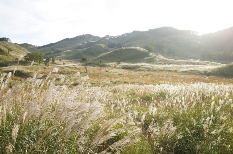 黄金色の絶景！日本国内の美しいススキの名所楽天トラベル