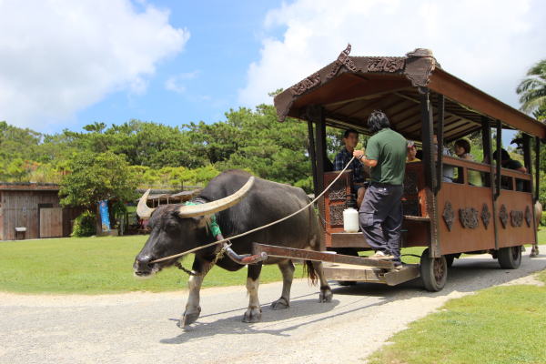 2025年最新 由布島 ゆぶじま