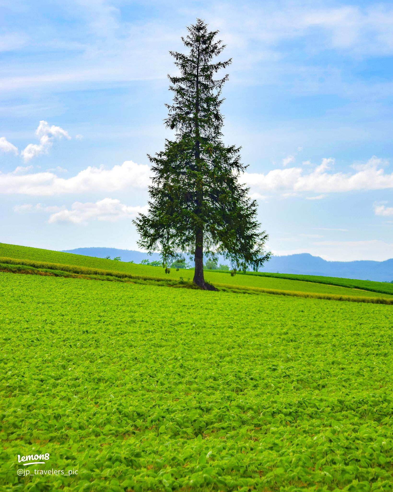 美瑛の丘 幻想的な冬景色日本の絶景 JTB 感動の瞬間 とき