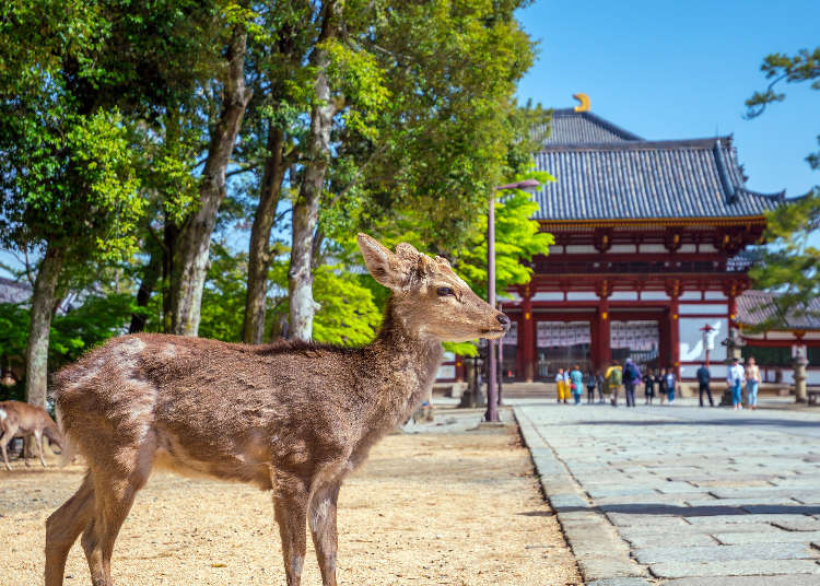 東大寺大仏様を見たあとに二月堂へ行くルートわくわく奈良ガイド奈良公園の鹿や奈良観光おすすめスポット情報