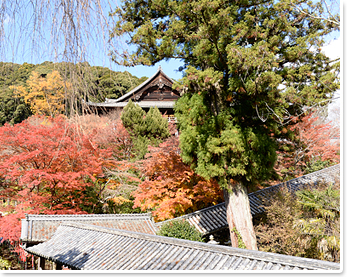奈良県長谷寺、日本一の観音様が見守る読経の声響く花のお寺 - Japan Travel Planner