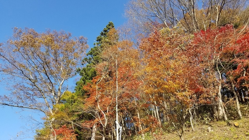 白砂渓谷ライン 紅葉巡り旅 -