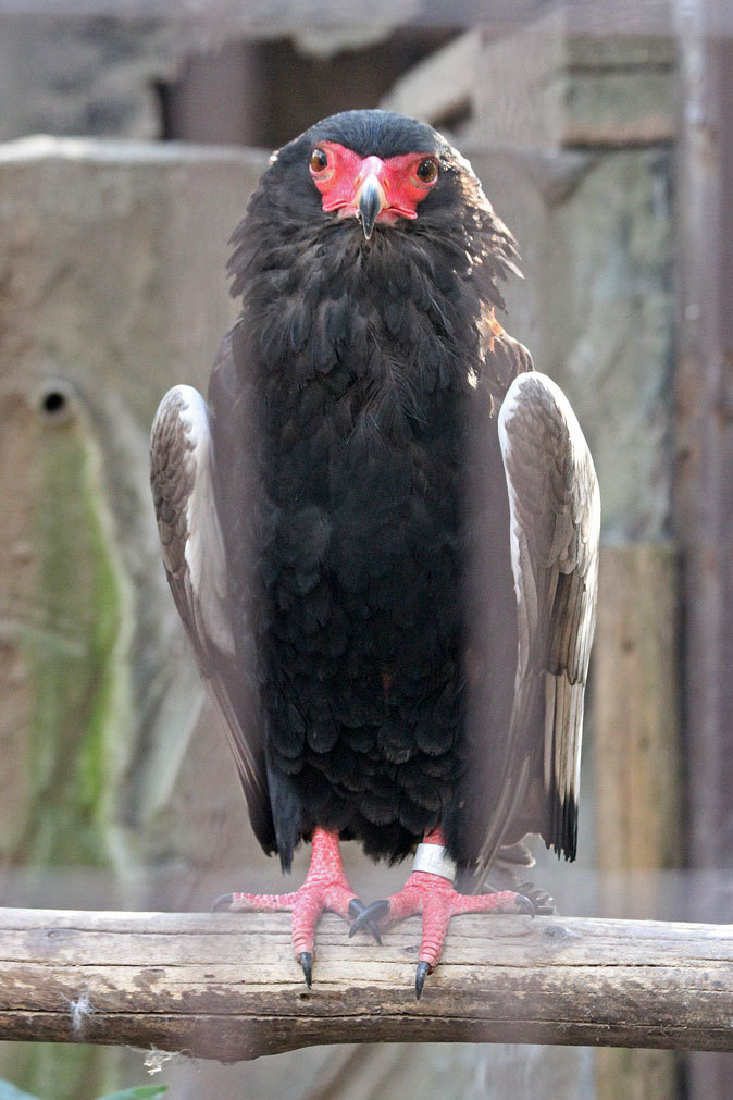 鶏酒問屋はや川 上野 焼鳥・串焼き