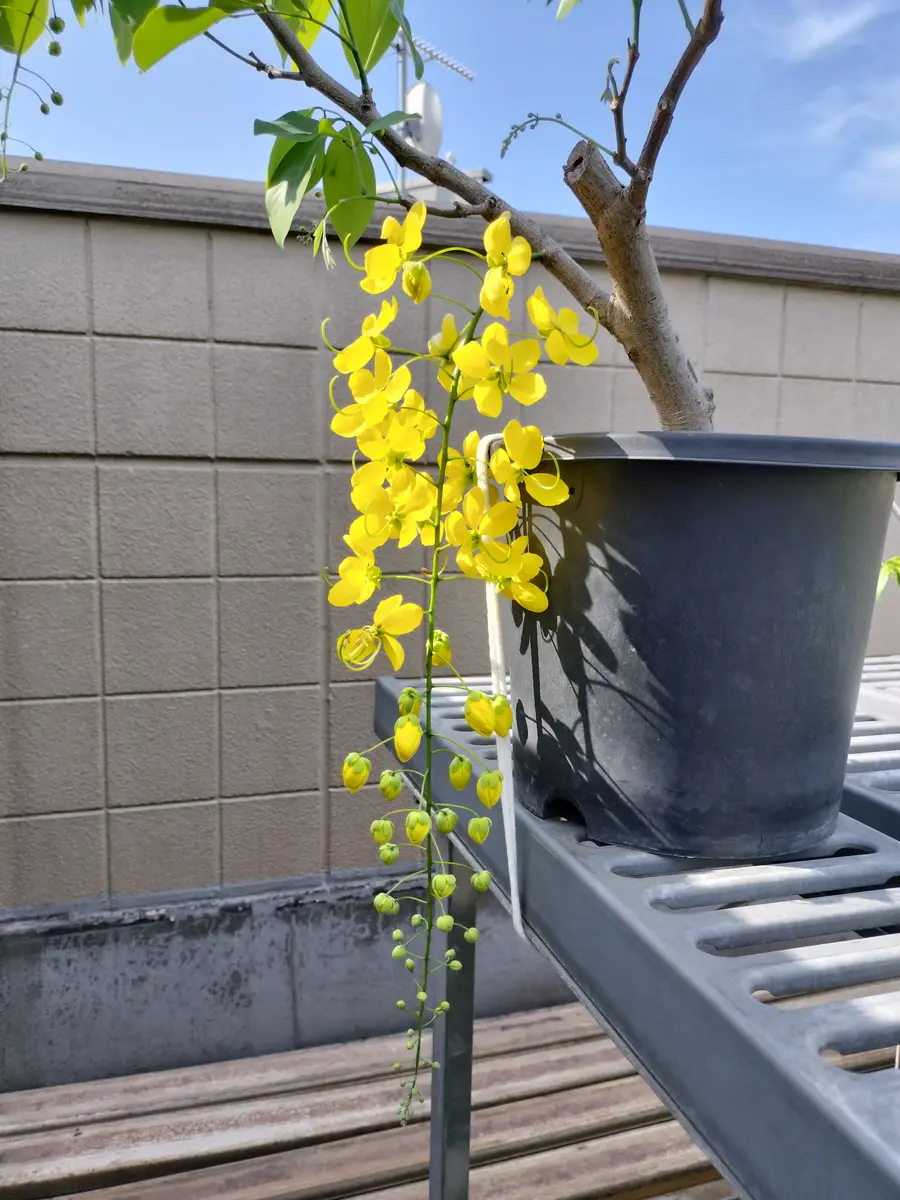 日本とバリ島の時差「１時間」は楽！チェックインバリ＋