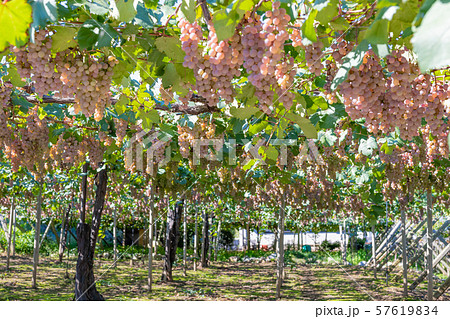 収穫体験とるとる 山梨のぶどう狩り*and trip. たびびと