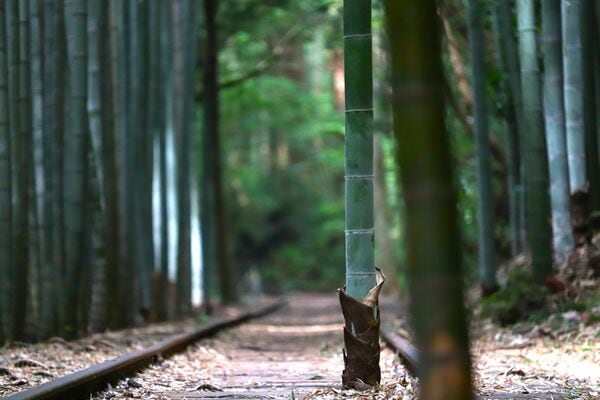 廃線鉄とは？ 廃線跡を巡る鉄道ファン必見の楽しみ方とおすすめスポット10選