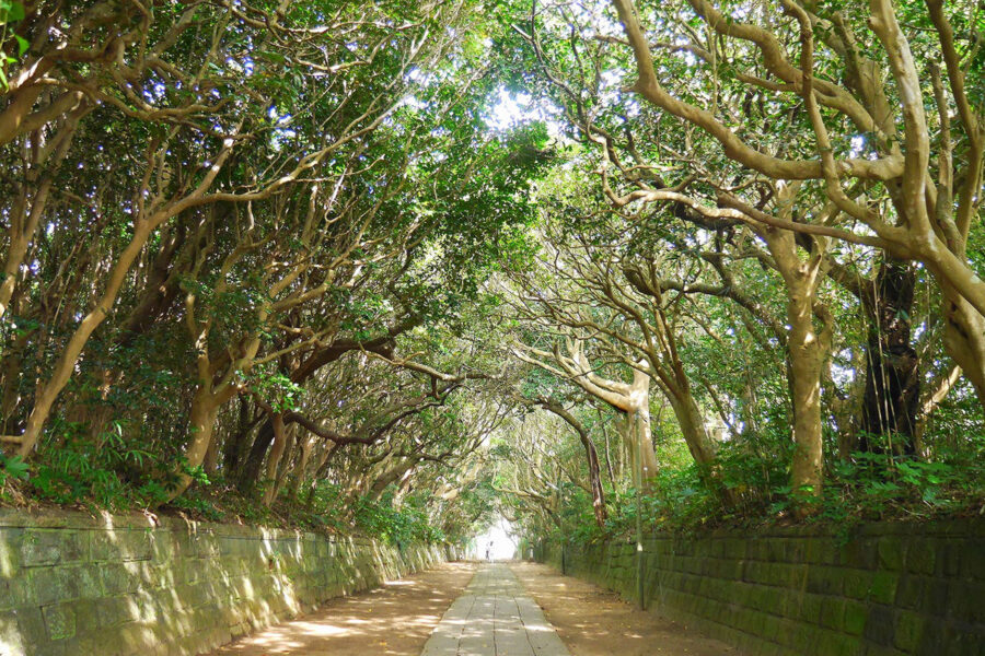 茨城県の酒列磯前神社を参拝してみた稜線の記憶