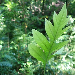 ハワイを代表する花の名前ハワイ定番の花10種類の意味と花言葉アロハスマイル ALOHA SMILE