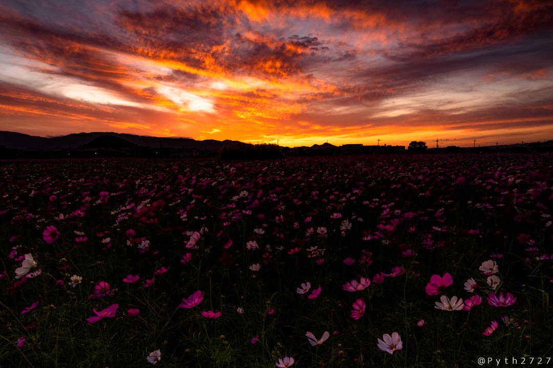藤原宮跡 観光情報橿原市公式ホームページ