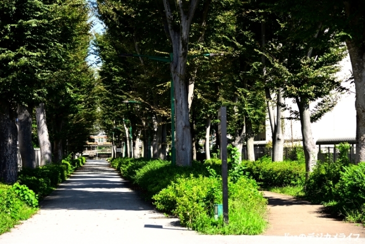 国鉄下河原線跡の下河原緑道を歩く - 散歩の途中