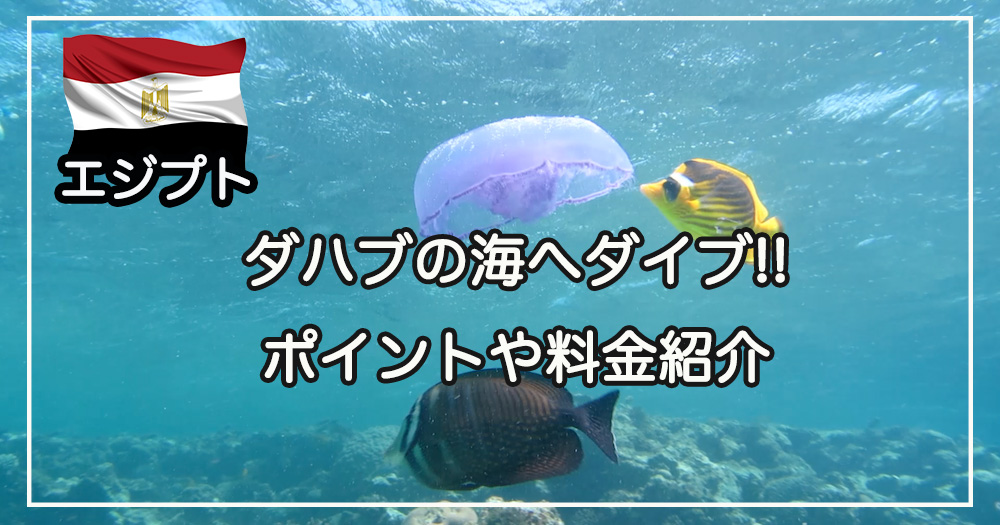 ダハブ🇪🇬エジプト🇯🇵ダイビング@Kenji_dahabX