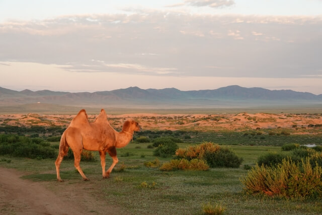 2025年版 ゴビ砂漠の絶景2大スポット！ホンゴル大砂丘＆バヤンザグ完全ガイド🐫🌄🦖モンゴル旅行・オリジナルツアー・モンゴル鉄道エムジェイツアーズ