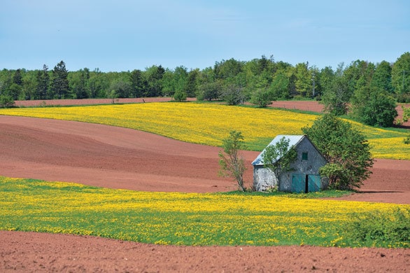 赤毛のアン』の舞台プリンスエドワード島の土はなぜ「赤い」のか？ - 山と溪谷オンライン