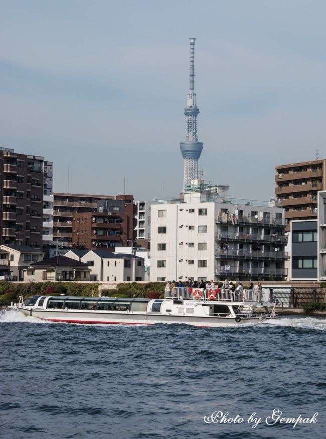 勝手に下町百景言問橋西詰ある冬のお昼時。 都心なのに、隅田川沿いから見るスカイツリーは抜け感があるよね。東京スカイツリー スカイツリー 墨田区東京