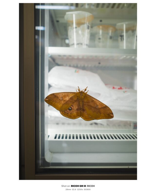 Amazon.co.jp: 水曜どうでしょうDVD第22弾『中米・コスタリカで幻の鳥を激写する！ 前枠・後枠 傑作選初回特典付き: