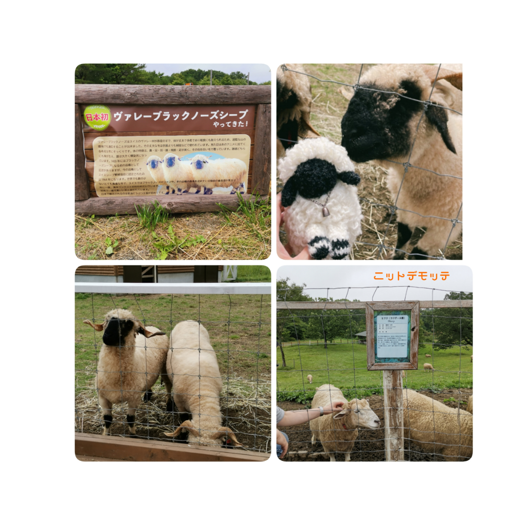 マッターホルンの麓に住む希少種「ヴァレーブラックノーズ」 – 世界羊旅