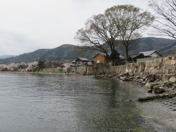 海津大崎の桜 アクセスや駐車場、見頃やお花見船情報などびわ湖周辺観光琵琶湖汽船