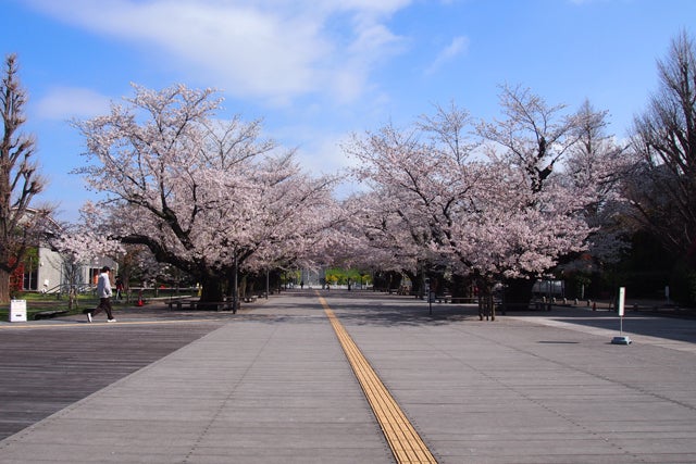 学び舎の桜を訪ねて 国際基督教大学 ICU の桜並木に刻まれた平和への誓い家庭画報.com“素敵な人”のディレクトリ