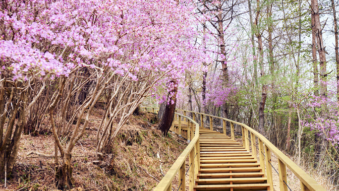 るり渓の「京都イルミエール」のイルミネーションに圧巻- 京都の遊び場、穴場スポット「京都の歩き方」