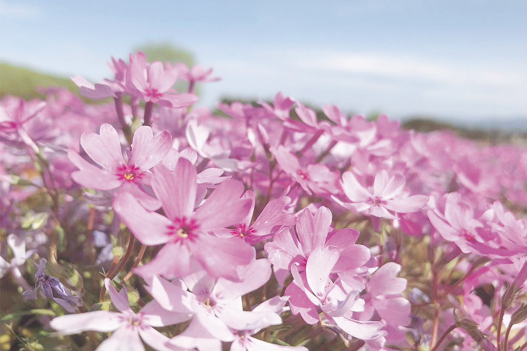 みさと芝桜公園群馬県高崎市のおすすめ観光・レジャースポット旅色