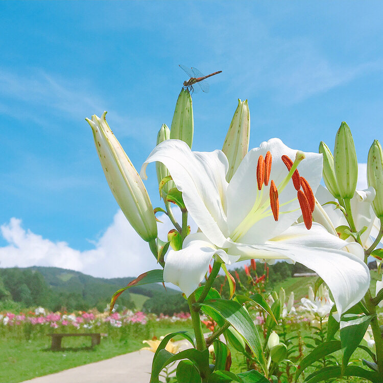 takeさんのハンターマウンテンゆりパーク 開園のクチコミ -