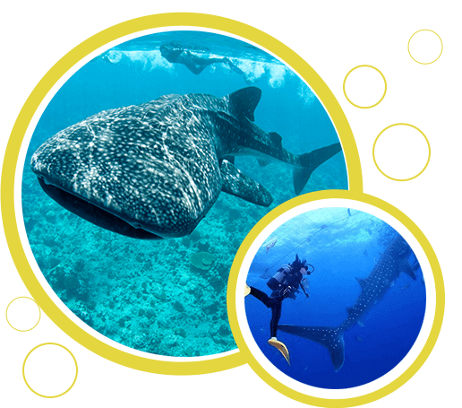 ジンベイザメ・沖縄・感動体験ダイビング 圧倒的大迫力のジンベイザメと大興奮ダイビング！ Simple marine