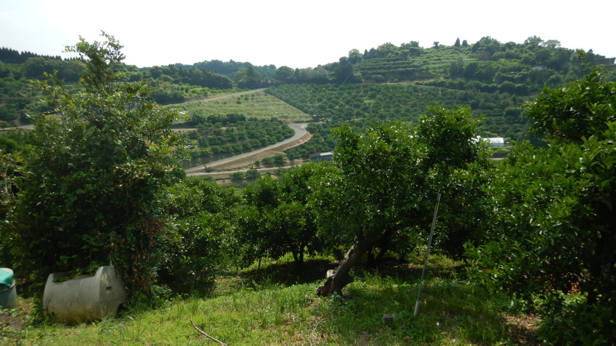 みかん畑と茶畑の急坂からジャンクション観賞 - 伊豆の中年チャリダ