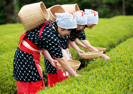 霧の森お茶摘み体験霧の森・霧の高原オフィシャルサイト