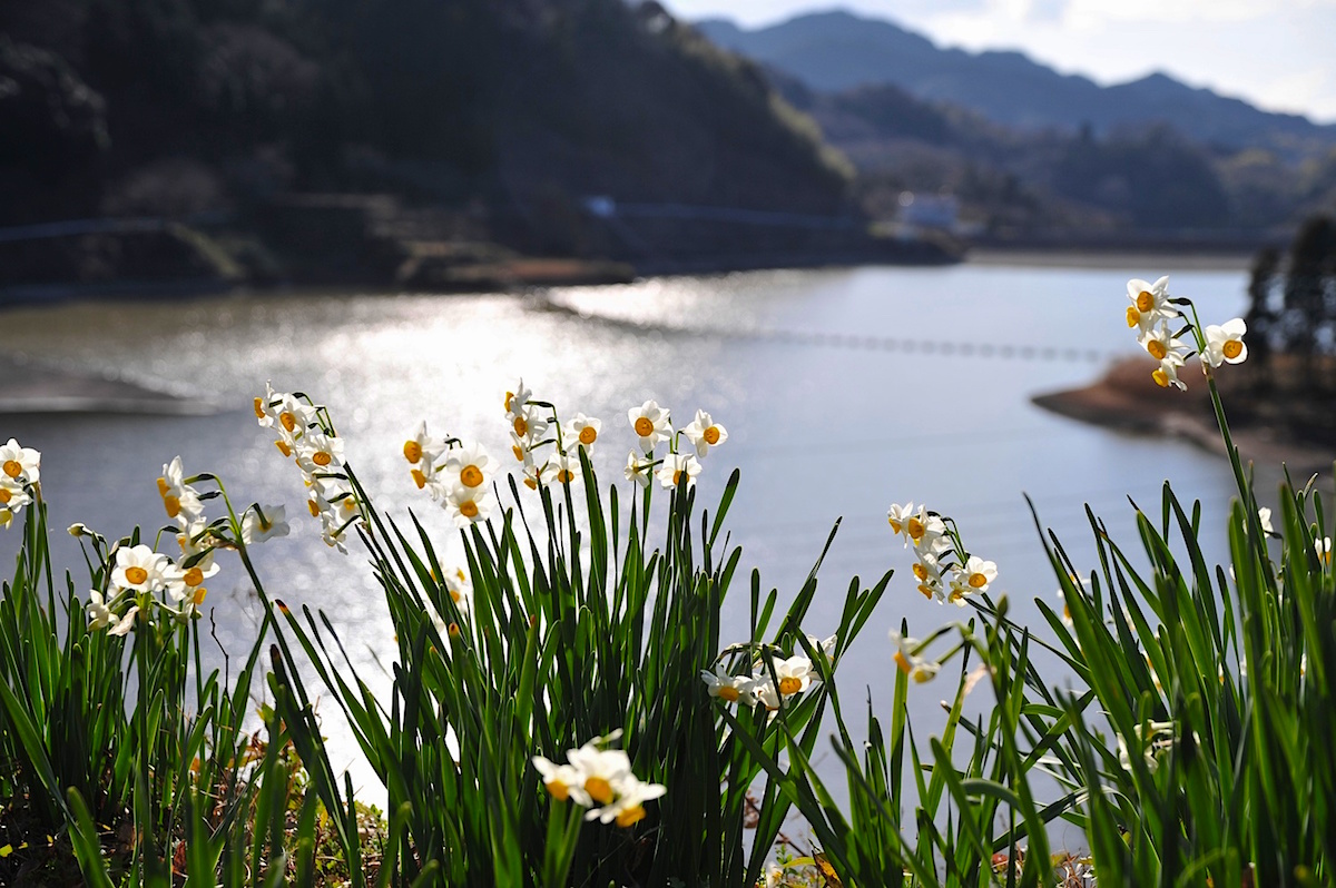 南房総車椅子観光 佐久間ダム湖・をくづれ水仙郷 バリアフリー情報車いすお出かけガイド