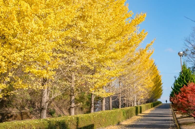 永源寺 もみじ寺 の紅葉情報 2025-