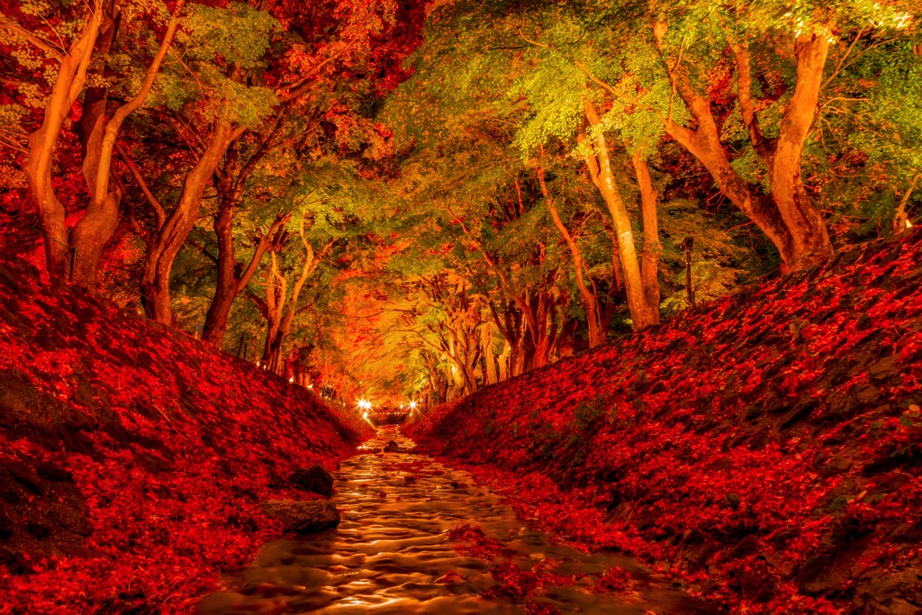 富士 河口湖 紅葉まつり