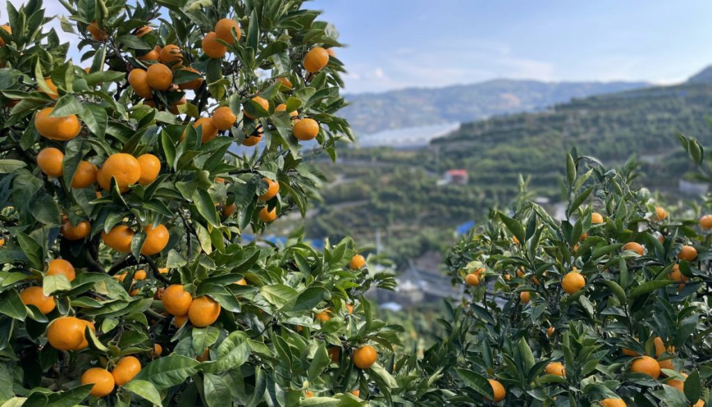 興居島_みかん畑 愛媛県ロケ地 検索 全国ロケーションデータベース