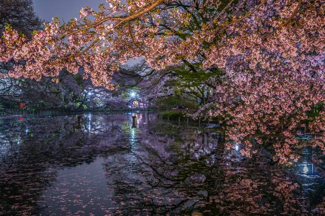 関東の花見イベント2023 ドライブにもおすすめ！桜名所～公園まで東京＆横浜の花見スポット -