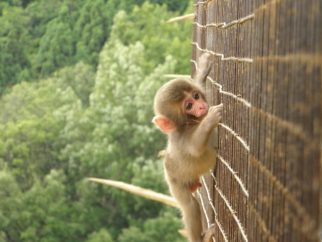 嵐山モンキーパークいわたやま アクセス・営業時間・料金情報 -