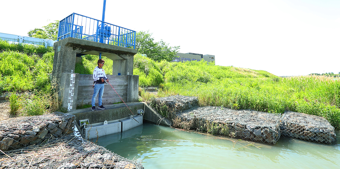 五百淵公園と・「お昼寝カワセミ君」 : Nature World ＆