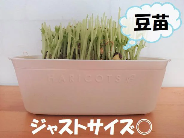 100均 セリア で作る 壁掛けイチゴプランター -