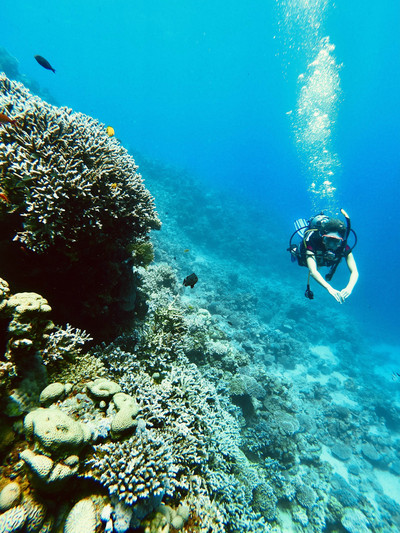 神秘の国「エジプト・紅海」を潜るダイブツアー海外ダイビングツアーならダイブナビ