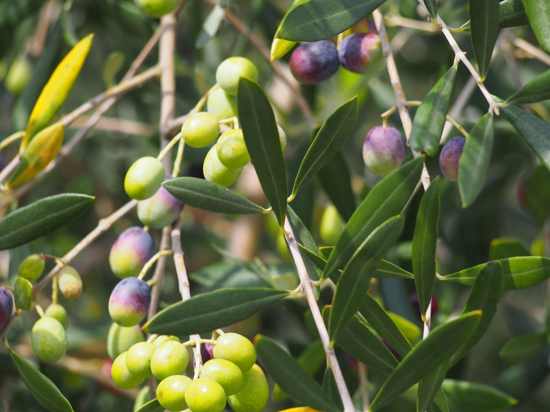 小豆島千年オリーブテラス for your