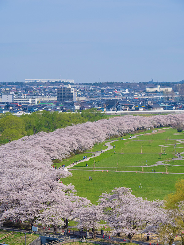 新宿 都庁 発 日本三大桜・三春滝桜を観賞♪ハイカラ湯町「銀山温泉」と東北の伊勢「熊野大社」