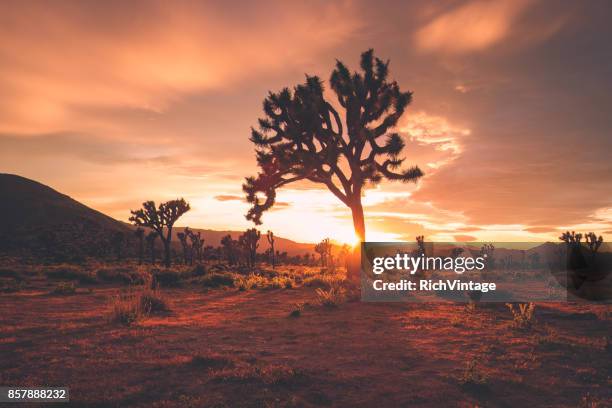 T-MAPS ジョシュア・ツリー国立公園 Joshua