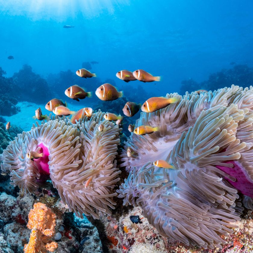 ジョイアイランドモルディブ3日目 - 亀を訪ねてシュノーケリング日常デストロイヤ