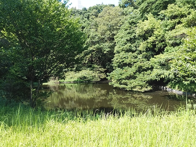 外国人にも人気！東京都渋谷のオアシス「明治神宮」の魅力をご紹介♪トリドリ