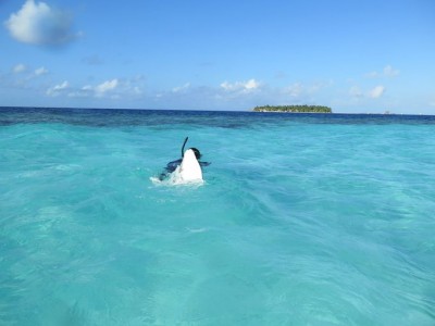 アンサナ・イフルポン助がフィリピンに来たぞ♪
