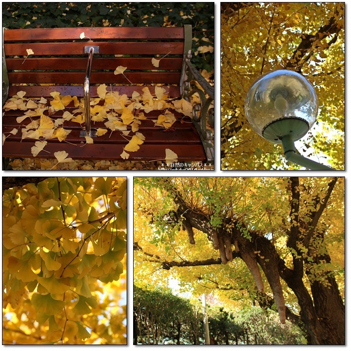 パリでは普通です」紅葉スポットが“無法地帯化” 車道の真ん中で「撮影会」