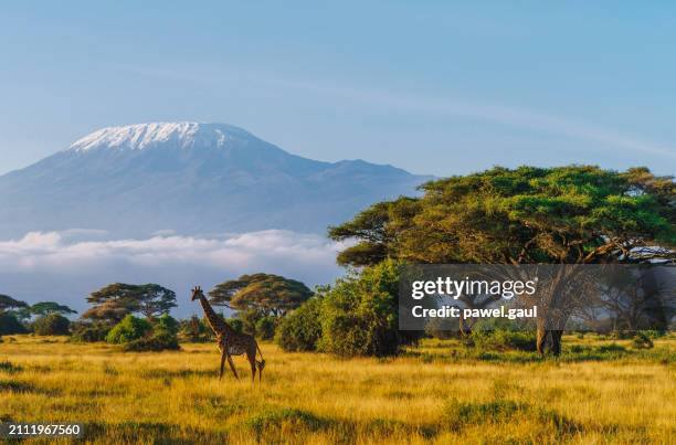 2025年 Amboseli National Park